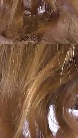 Hair blowjob with Melody Pleasure and Kimberly