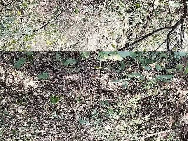 A Girl Was Hard with Her Step Brother in Jungle After Blowjob, an Asian Teen Girls Hard-co Fucking with Her Boyfriend in Jungle
