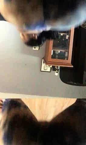 Black and round asses