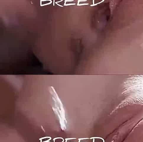 Black Breeding Season