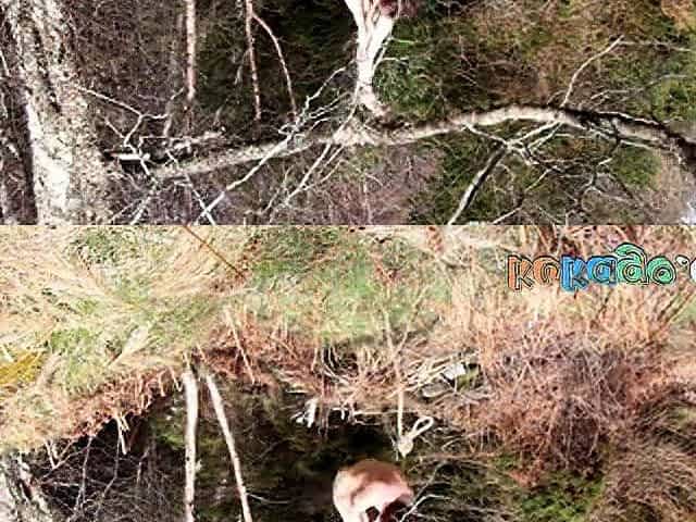 Naked self-bondage in the woods gone wrong.