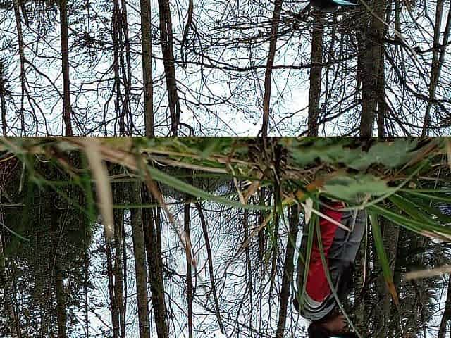 Forest Urinate Caught On Camera