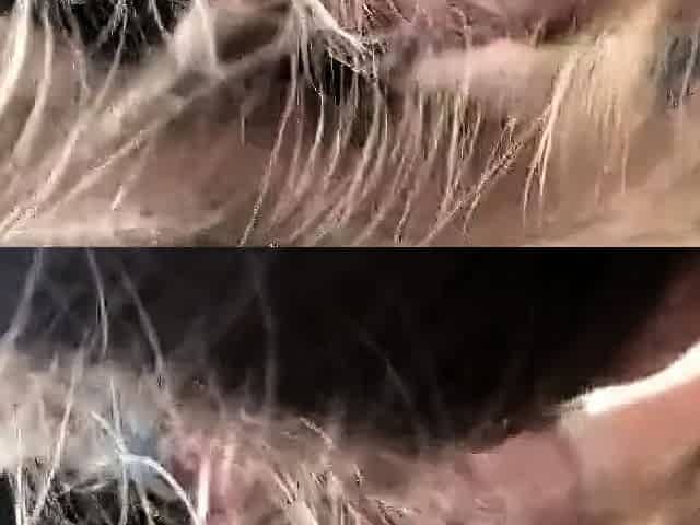 Cute College Girl Gives a Blowjob and Swallows