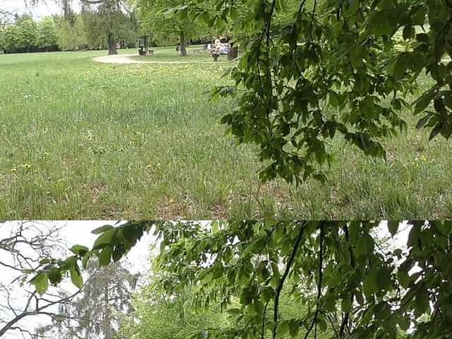 Watch Me From Behind Trees When I Make Naked in Park and Milking My Boobs