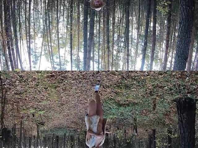 Erotic Autumn Walk In The Forest