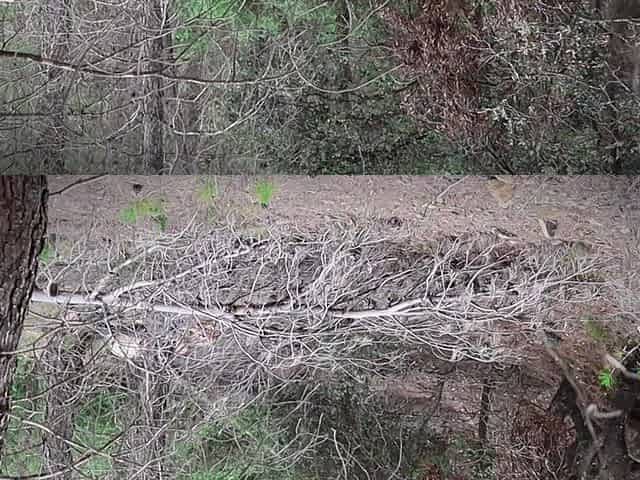 A Boy Fucks Me in the Woods - Little Red Riding Hood