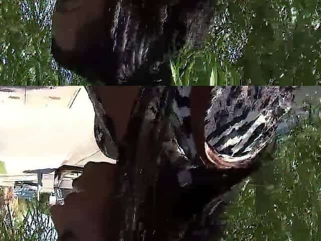 Ebony on ebony screw for an black gal