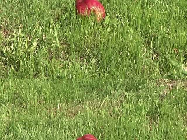 A Very Hard Double Penetration for a Hot Snow White!