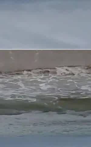 I Met Two Cats on the Beach and Made Out with Them Right There