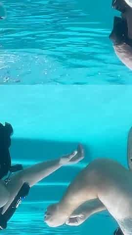 Scuba Fucking Part 2