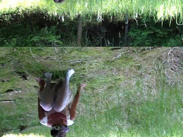 Public sex in a forrest with a fairy