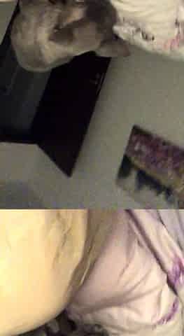 Webcam brunette solo masturbation