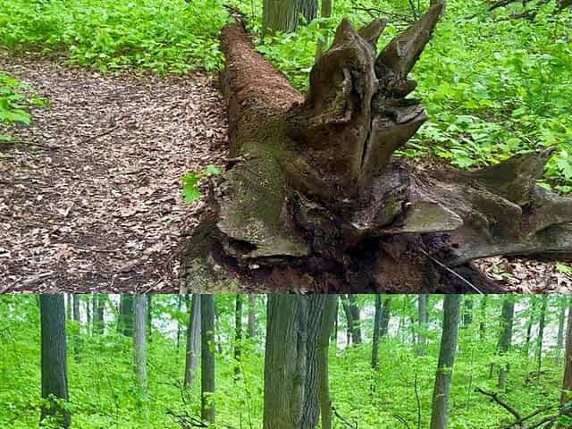A Nature Walk and Facial In The Woods