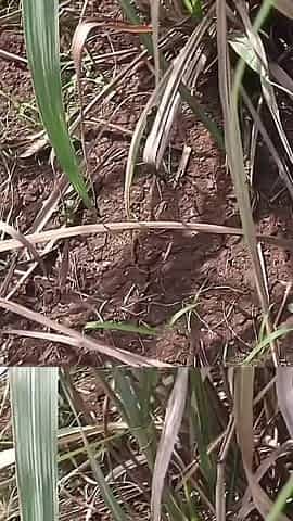 Marathi Wife Fast Time Outdoors Fucking