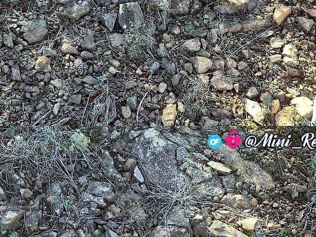Sucked All Cum in Forest from Large Penis
