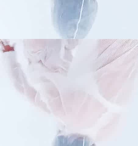 ModelMedia Asia - Having wild sex whilst wearing protective gear during the pandemic