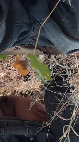 Pee in the Forest