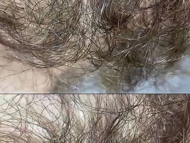 large bush closeup