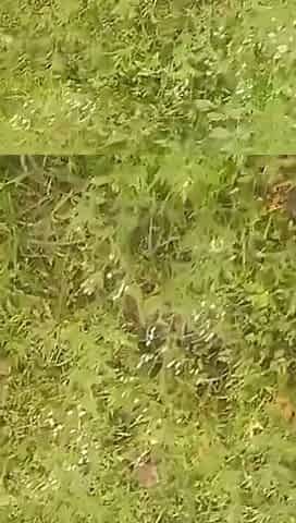 Tamil Wife with Hasband Outoor Sex