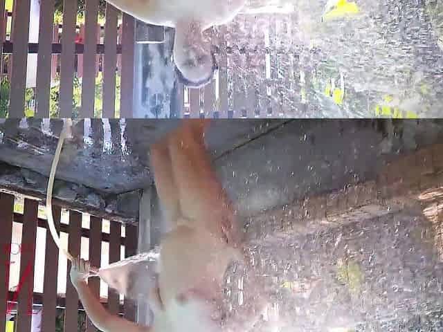 Nudist Exposed maid Exposed housewife Shower country Bikini outdoor public garden butt cunt
