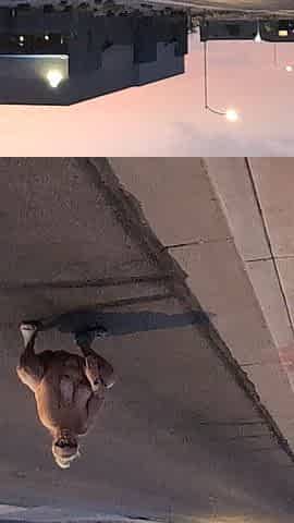 Thick BBW Wife Loves to Show off and Be Nude in Public!