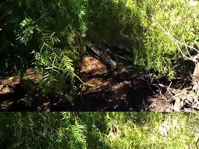 Sucking Black Cock in the Bushes
