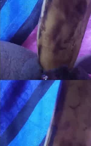 Fucking My Black Hairy Pussy with a Banana Load Moaning Orgasms