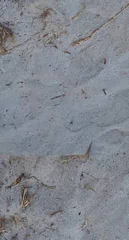 Beach Pissing