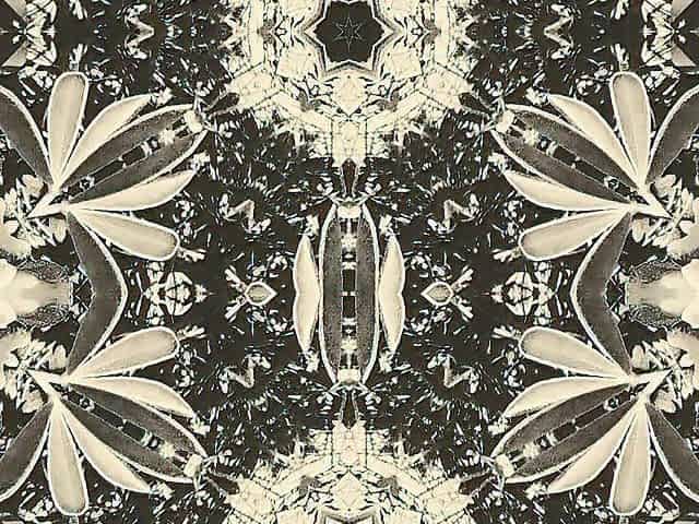 Vintage Dream FTM Solo Compilation
