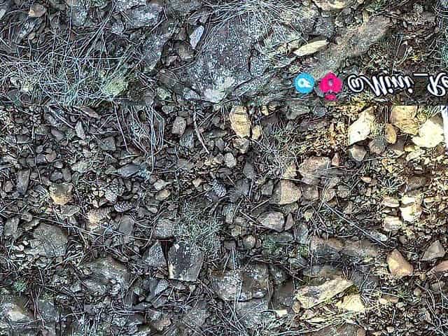 Sucked All Cum in Forest from Large Weenie