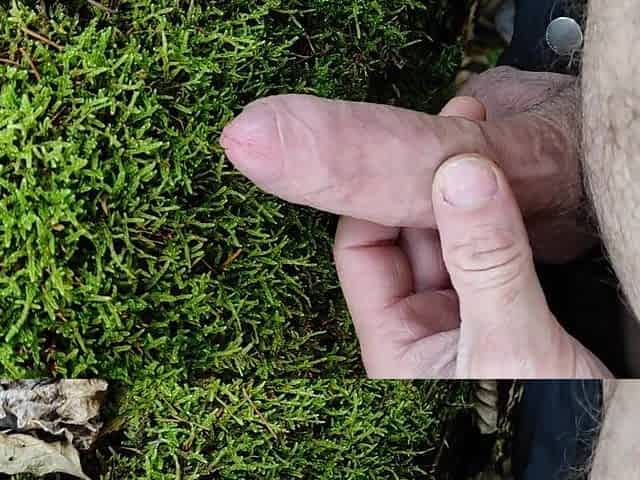 Dong Friction Moos in the forest