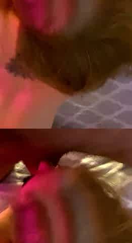 Amateur blowjob with facial cumshot
