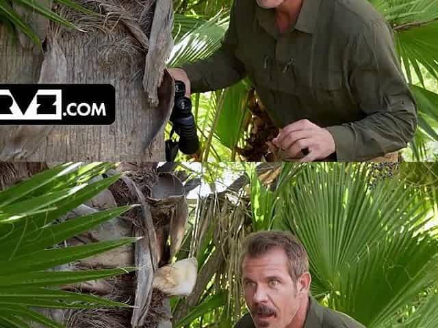 Bush Hunter Jason Tracks Down a Uncommon Full Bush Specimen in Florida Swamps