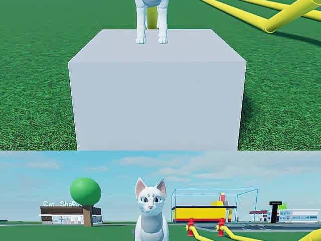 Cat Cum Reservoir Inflation