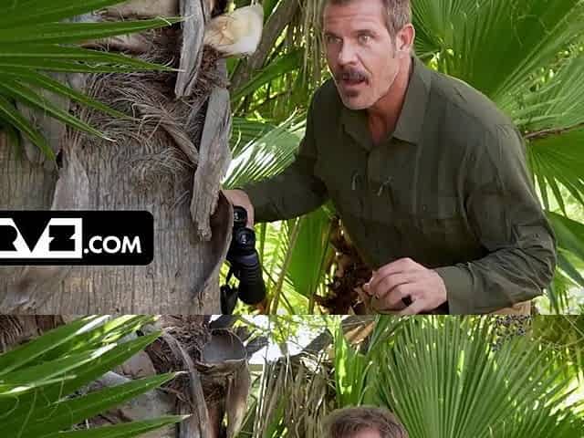 Bush Hunter Jason Tracks Down a Uncommon Full Bush Specimen in Florida Swamps