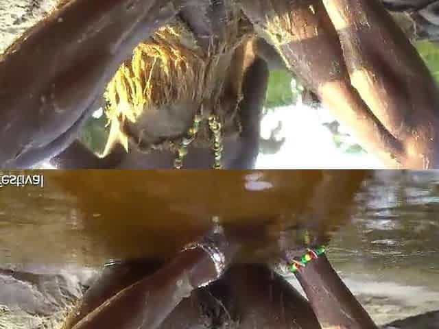 Sexy slim Afro village woman bathing and teasing in a river