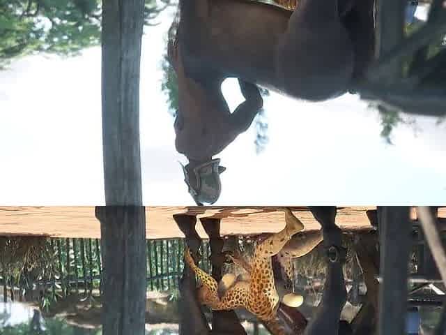 Fleshly Instinct Centaur Compilation