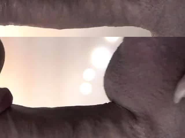 Cum Swallowing Teen Babe Knows How To Suck Dick