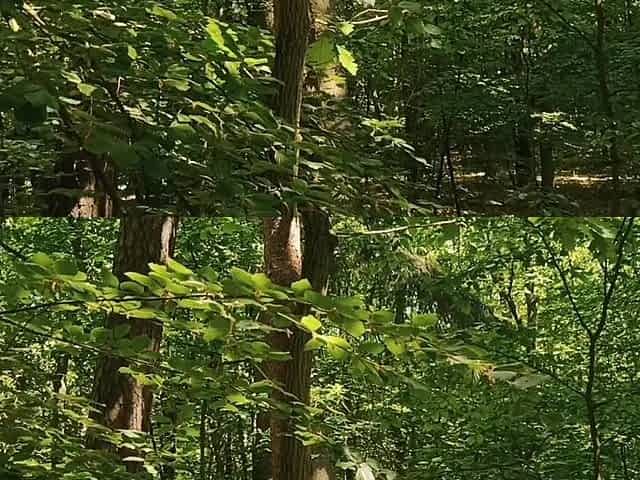 Relaxing forest view, filmed from a tree