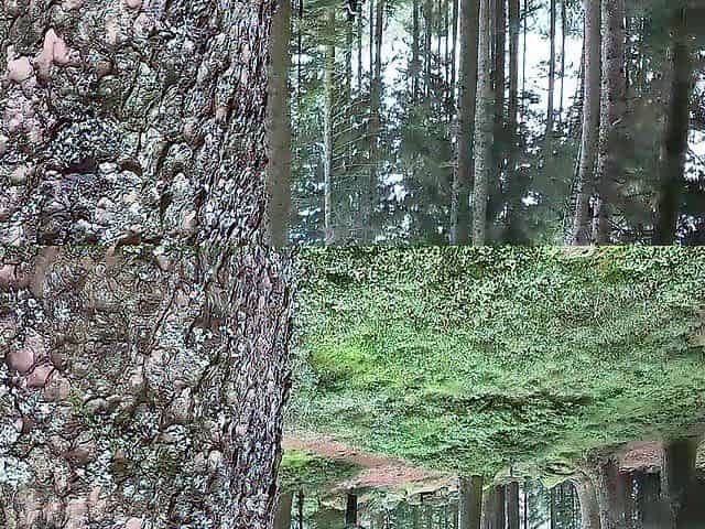 Devout nun challenges the world of demons, monsters and merciless creatures of the ebony forest @Almasol