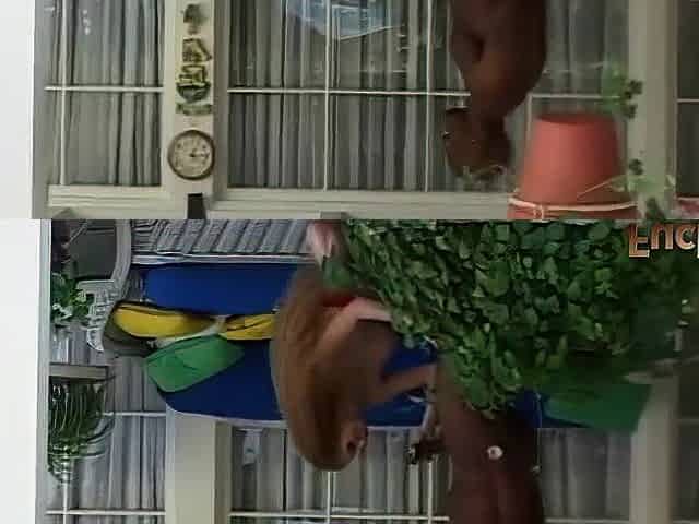 Posh Gal Screams During the time that Taking a Hard Ebony Dick Pounding