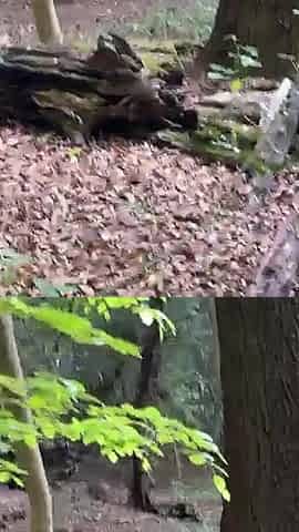 Caught a Couple in the Woods and Joined in