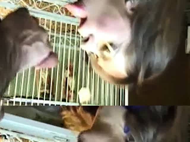 MILF sucking dick