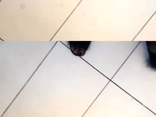 Black Amateur Explore Hot Foot Fetish