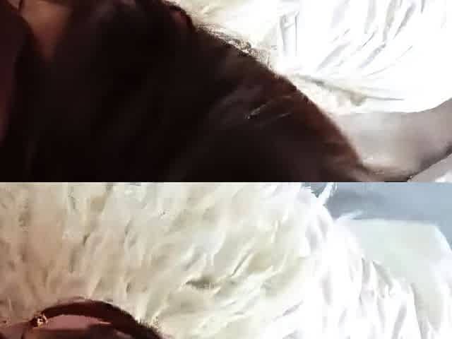 Brunette Amateur Sucks and Jerks Dick, Cum in Mouth