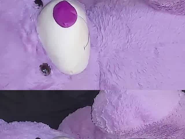 Side view banging teddy bear from behind ????