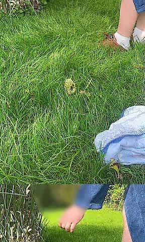In the grass & in the butt