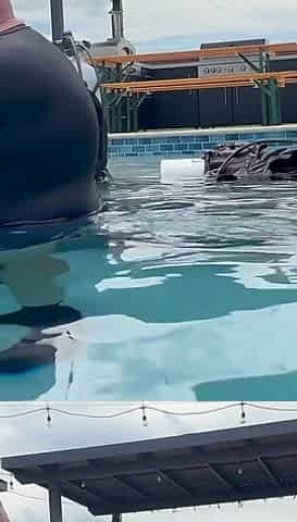 Scuba Fucking