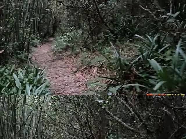 Public Forest Walk, Masturbating and Naked on Webcam