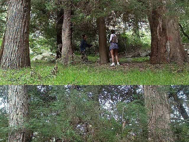 Marvelous college gal with large booty and breasty bazookas bangs with a vicious granddad in the jungle
